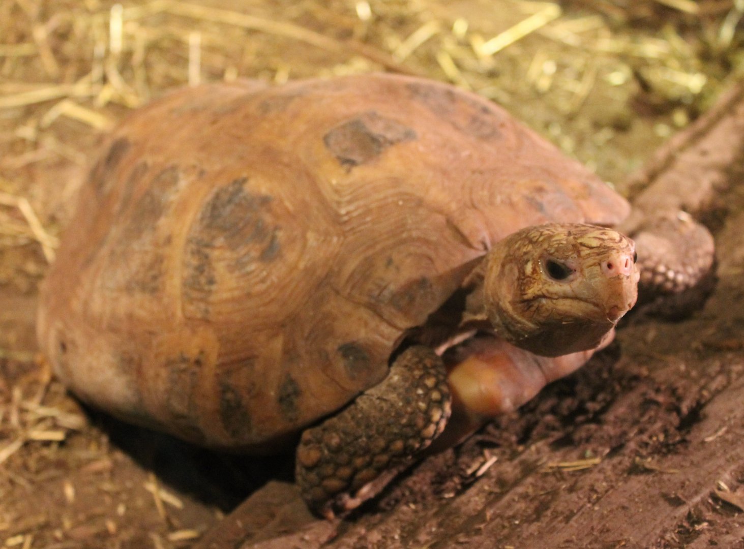 Elongated tortoise