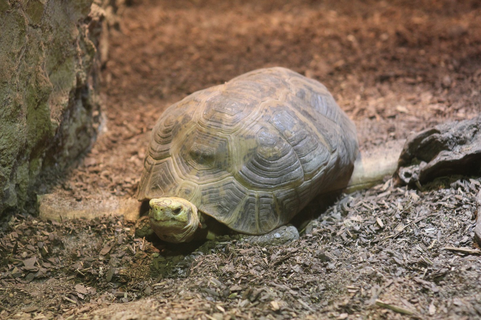 Elongated Tortoise