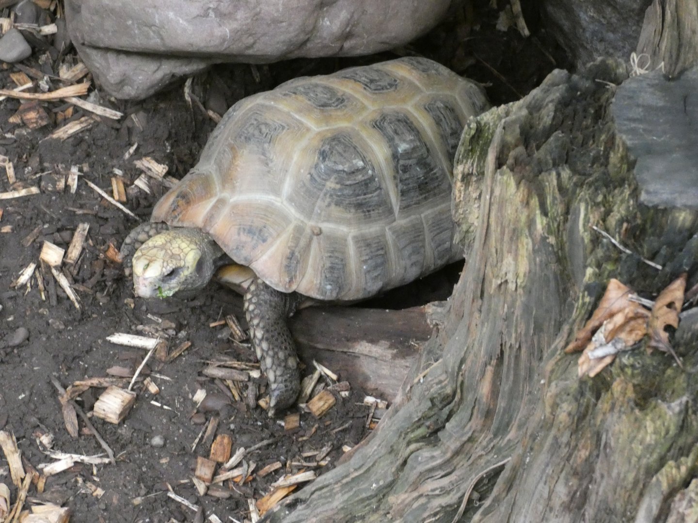 Elongated tortoise