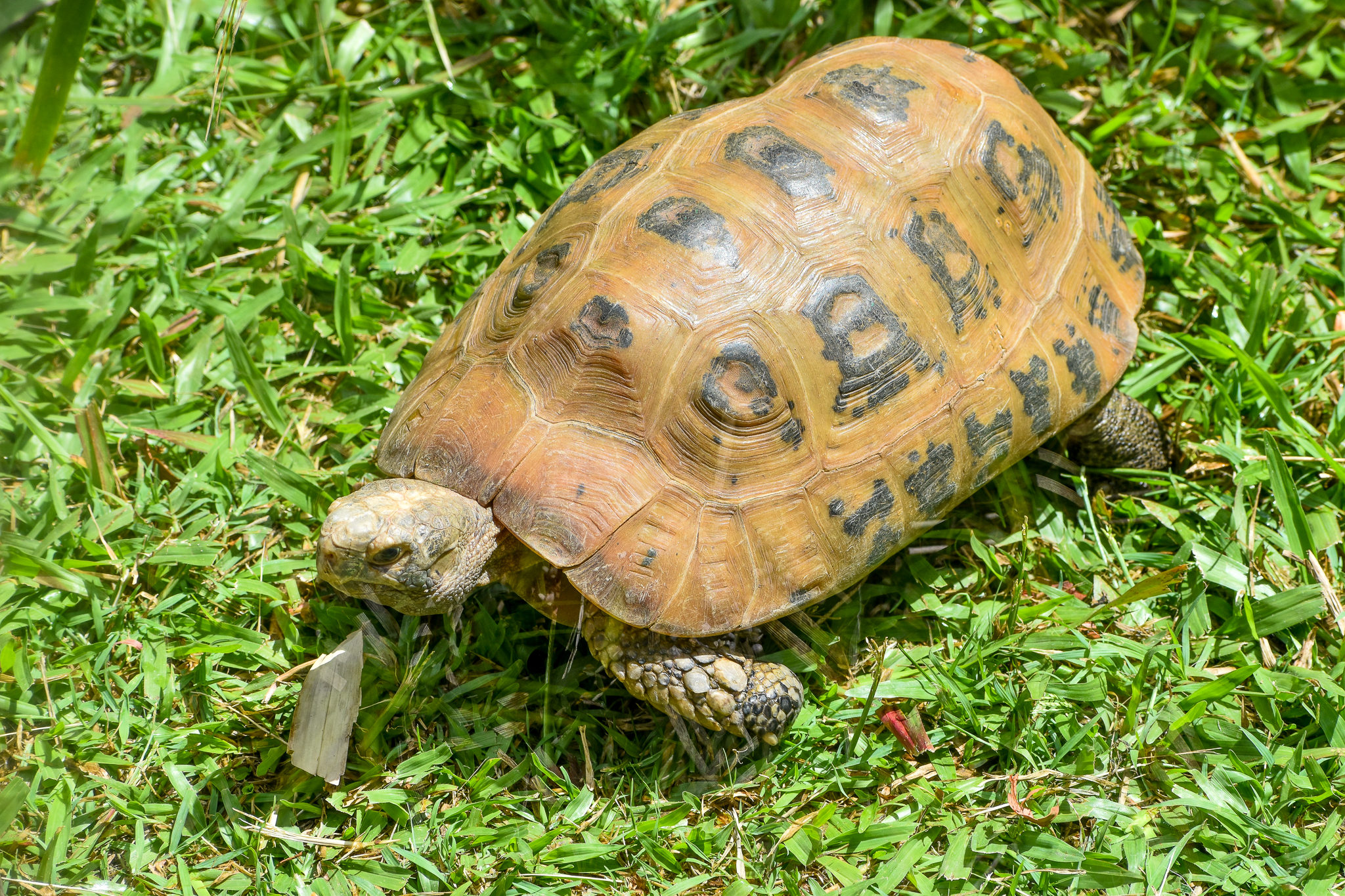 Elongated Tortoise
