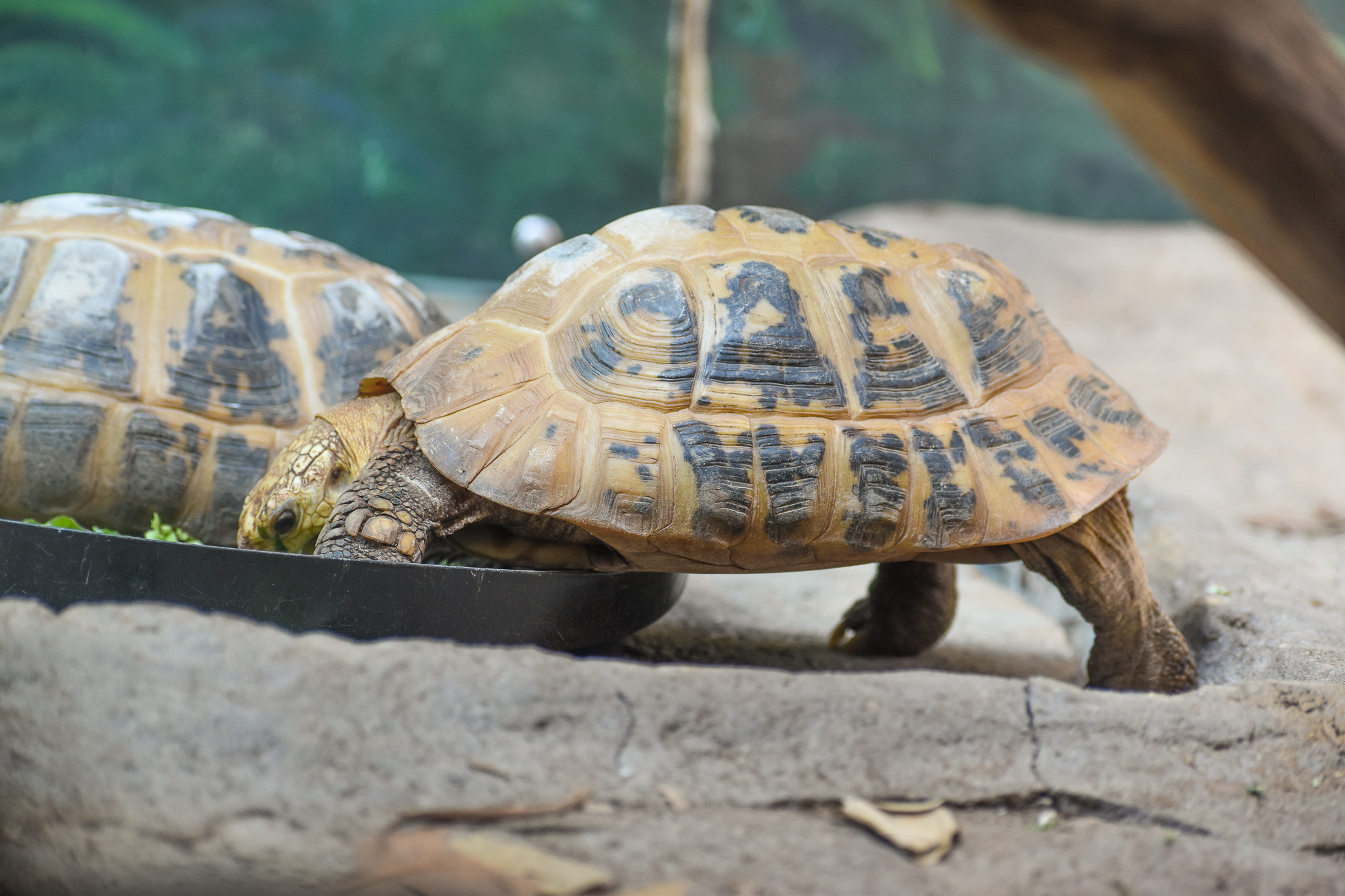 Elongated Tortoise