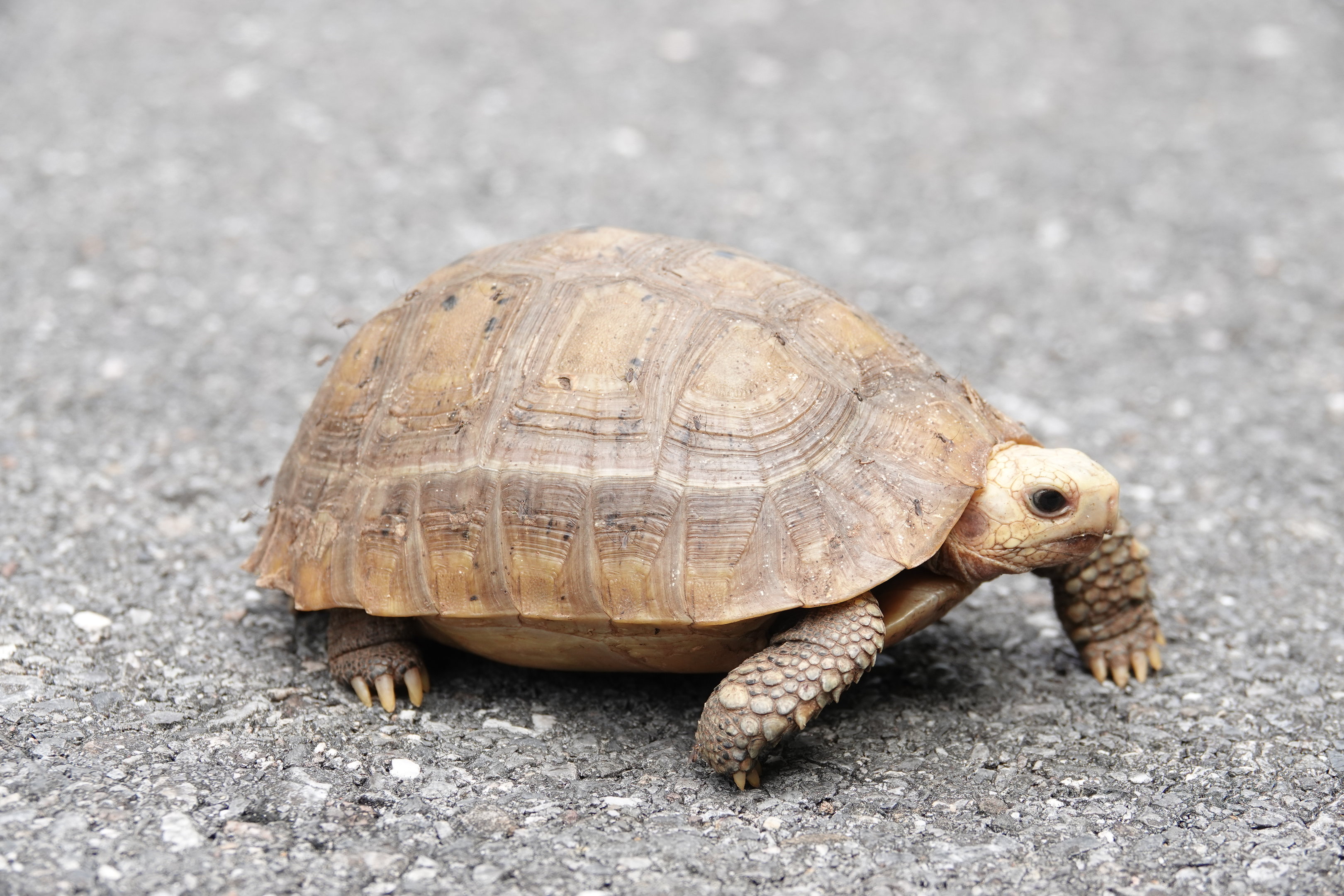 Elongated Tortoise