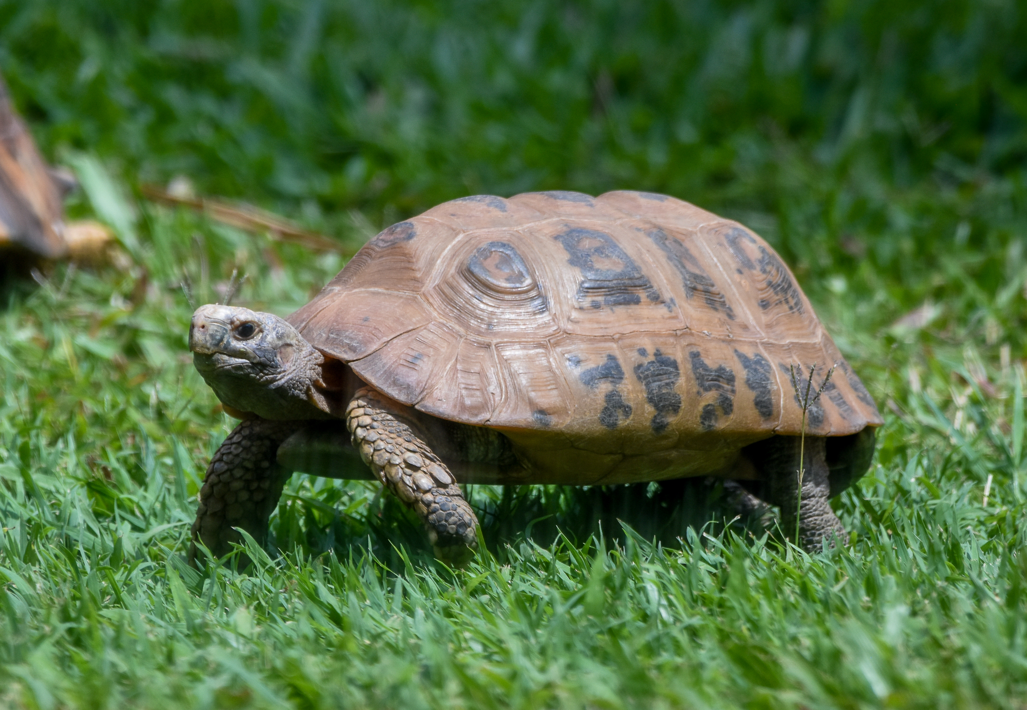 Elongated Tortoise