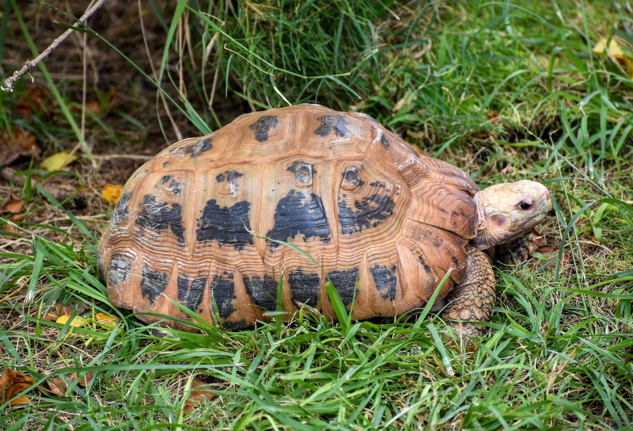 Elongated Tortoise