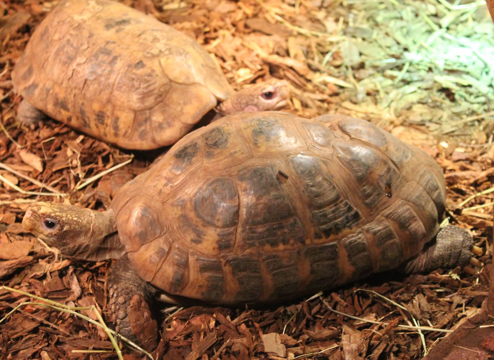 Elongated tortoises