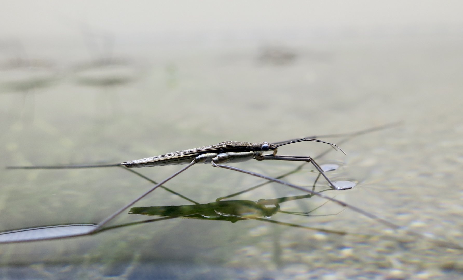 Elongated Water Strider (Aquarius elongatus)