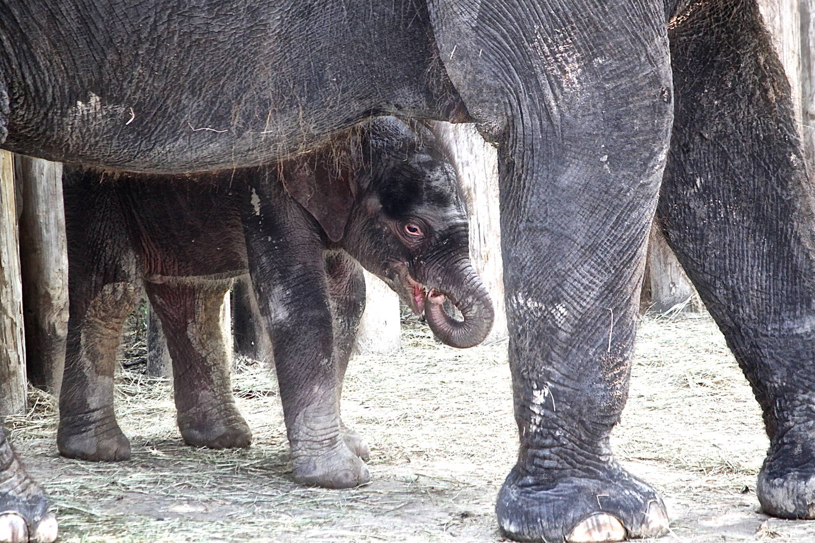 (Elphas Maximus) Belle