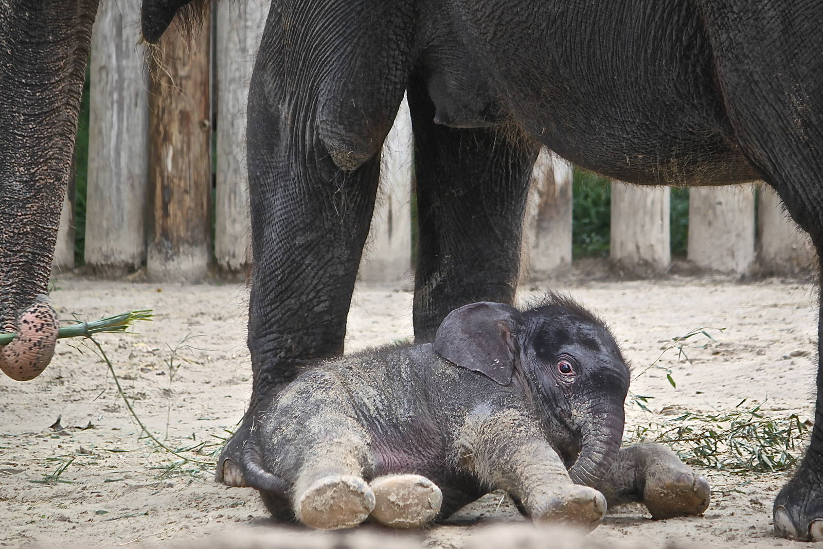 (Elphas Maximus) Belle