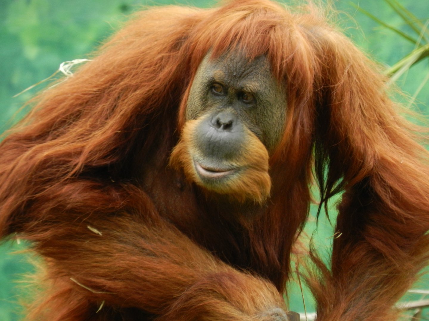 "Else", the sumatran orangutan - BioParque do Rio