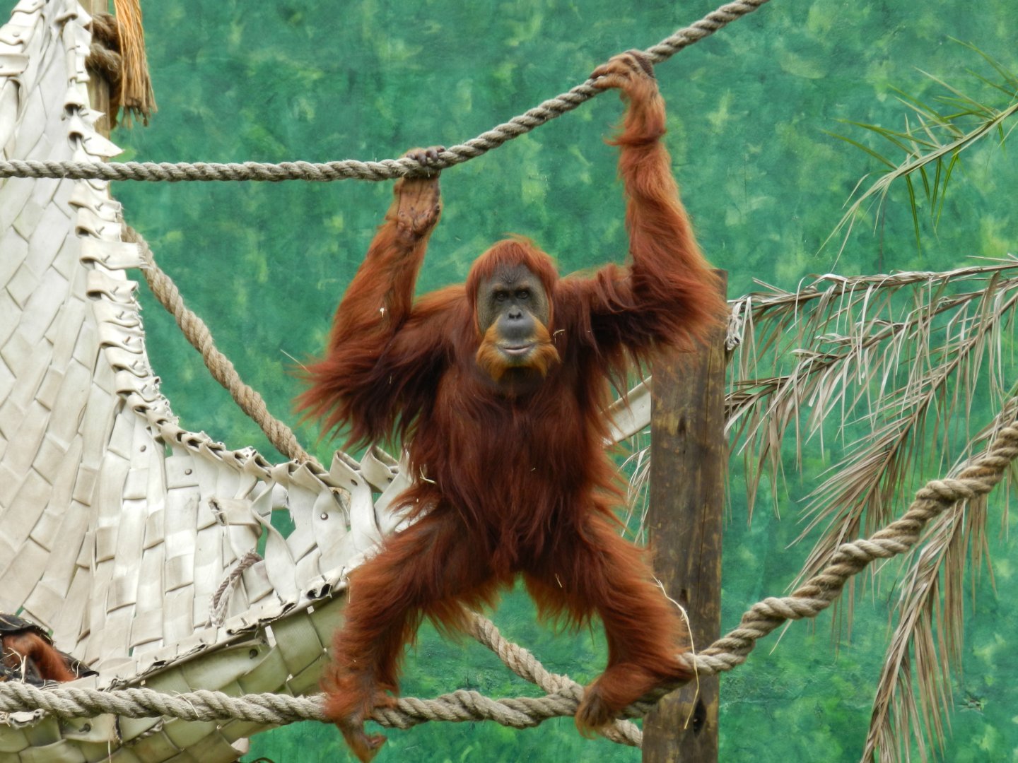 "Else", the sumatran orangutan - BioParque do Rio