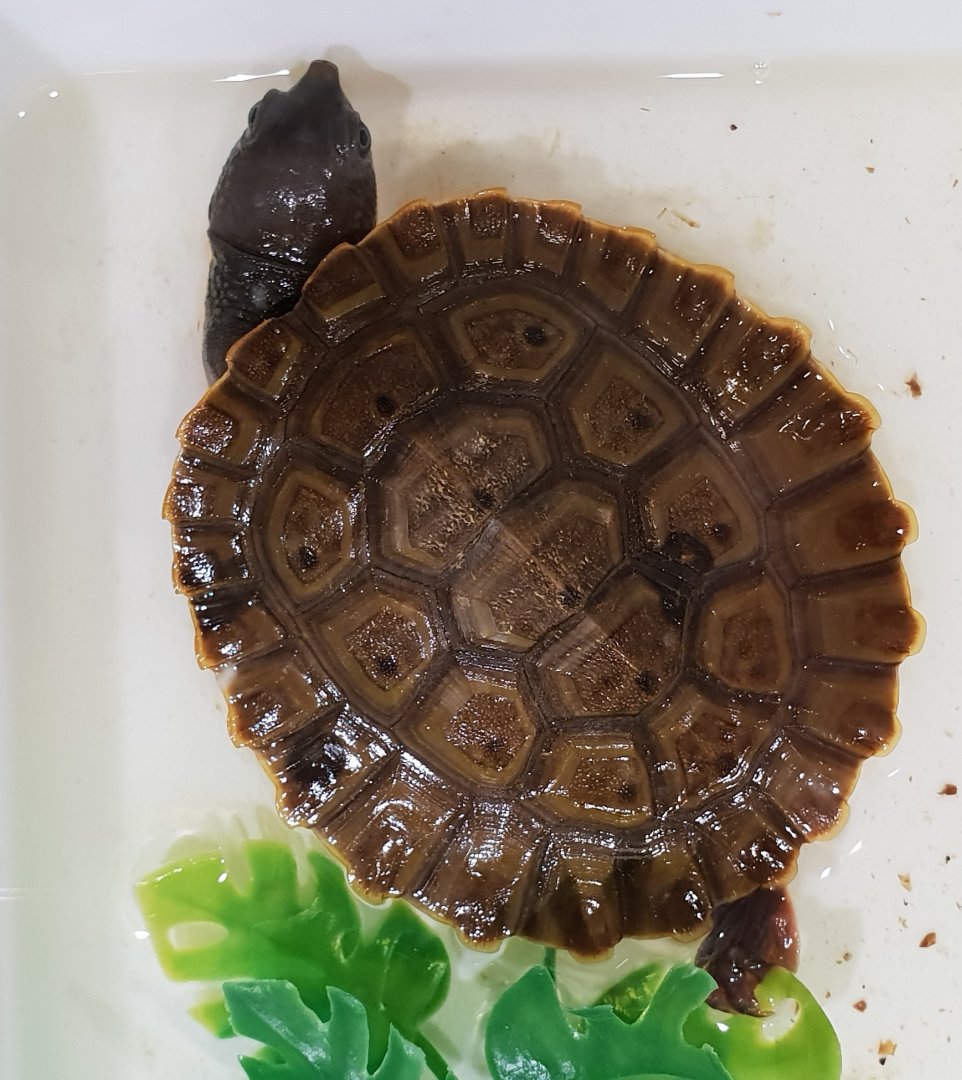 Elseya branderostris