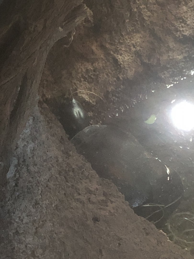 Elseya novaeguineae?