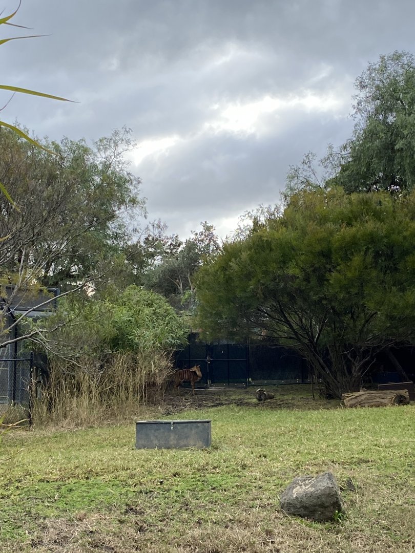 Elusive Nyala emerges