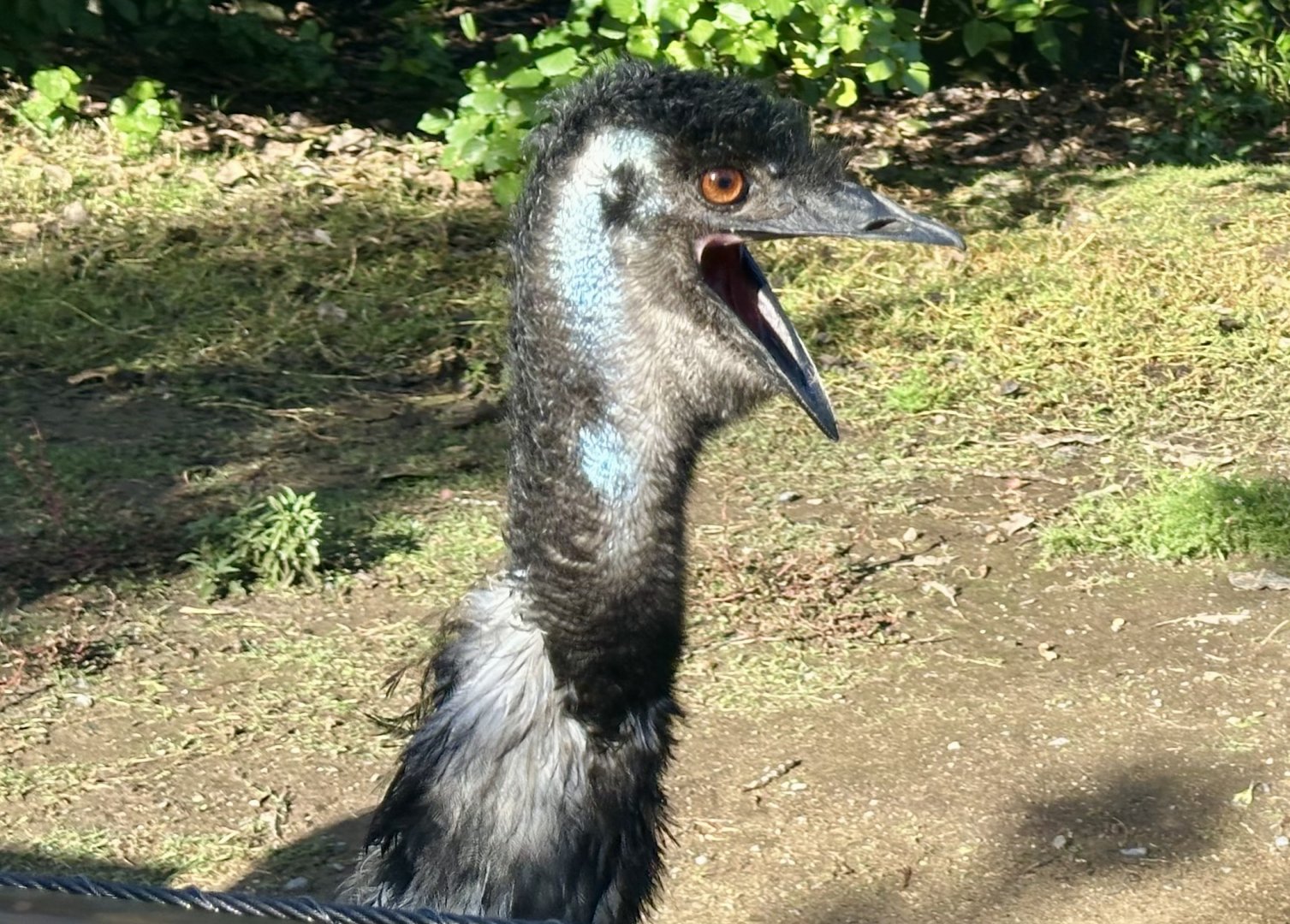Elvis (Emu)