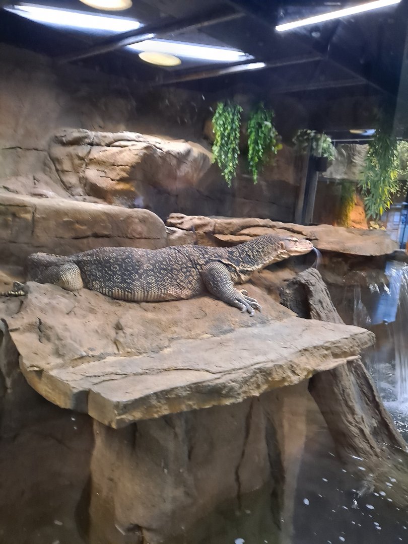Elvis the Asian Water Monitor (4/19/25)
