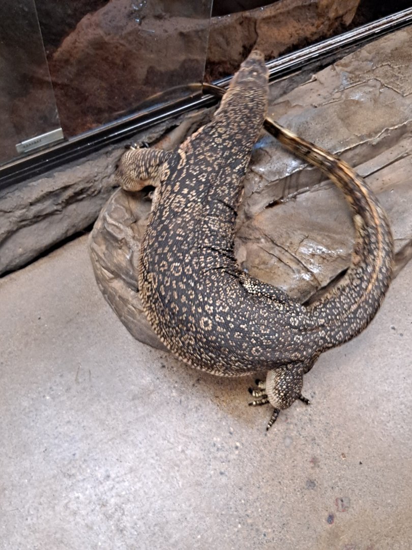 Elvis wants IN (...right after getting out) (11/14/24)