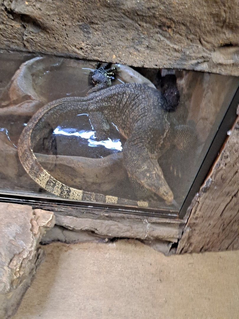 Elvis wants OUT (11/14/24)