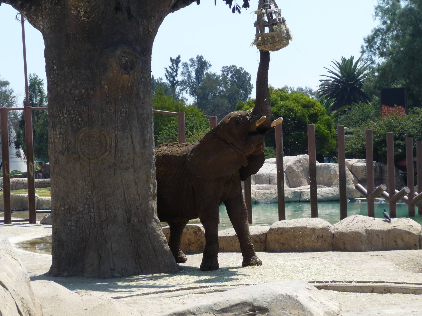 Ely african elephant san juan de aragon zoo