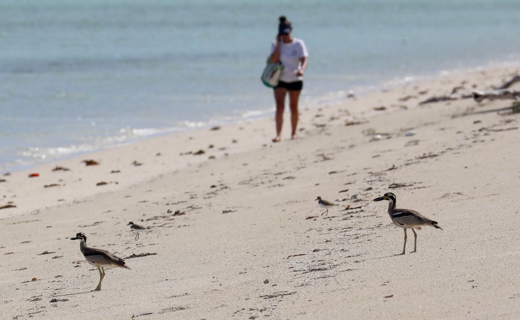 Em and Beach Stone-curlews