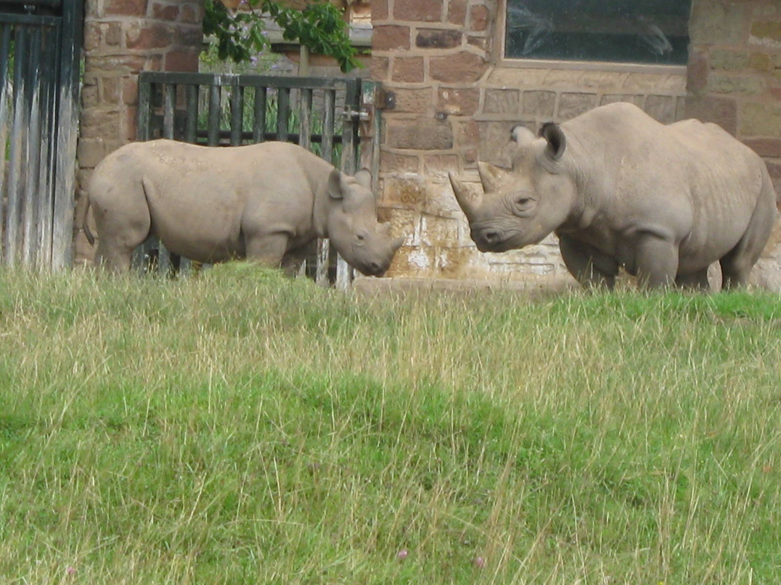 Ema and Bashira, Black rhino