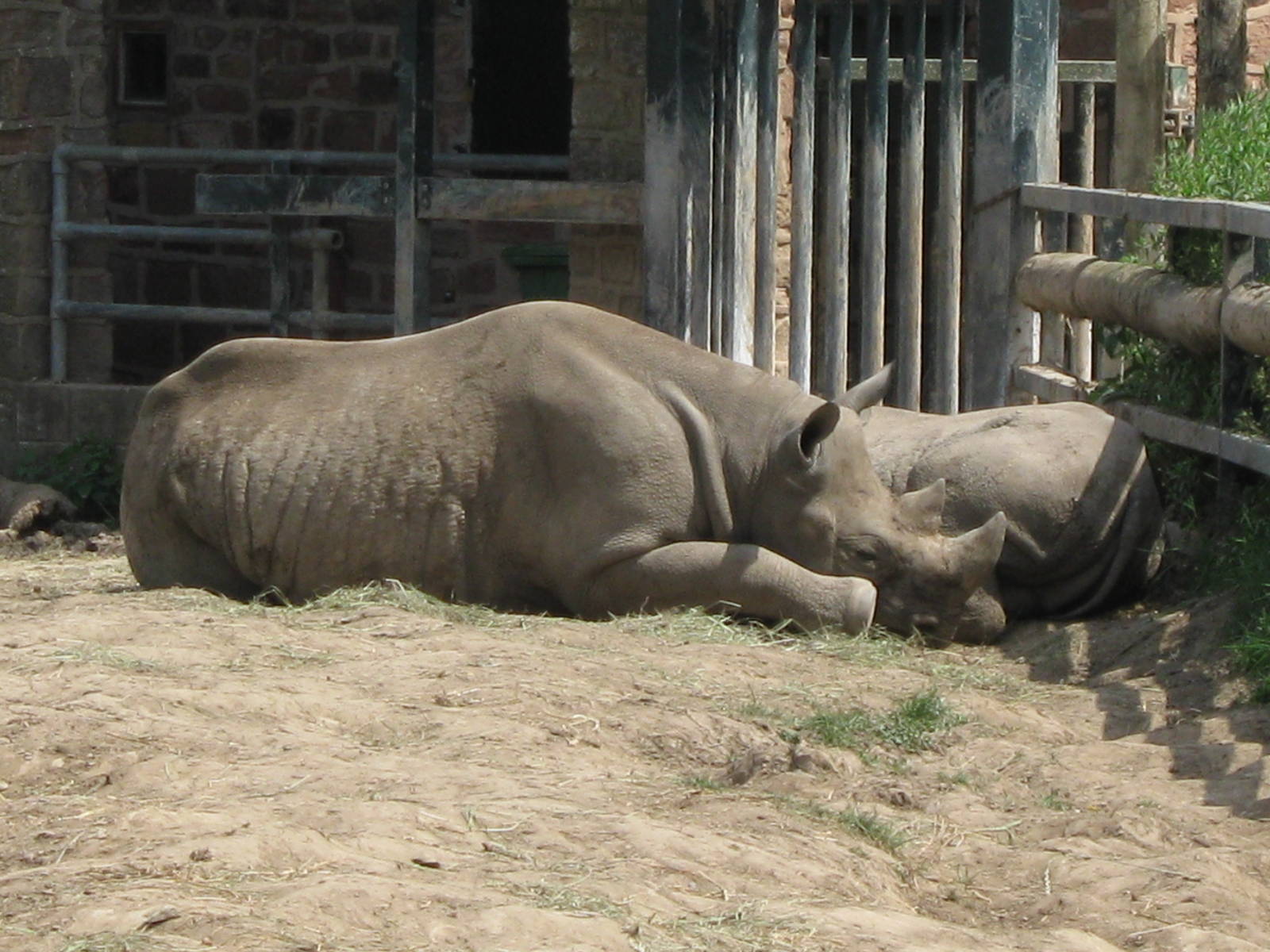 Ema and Bashira or Asani?