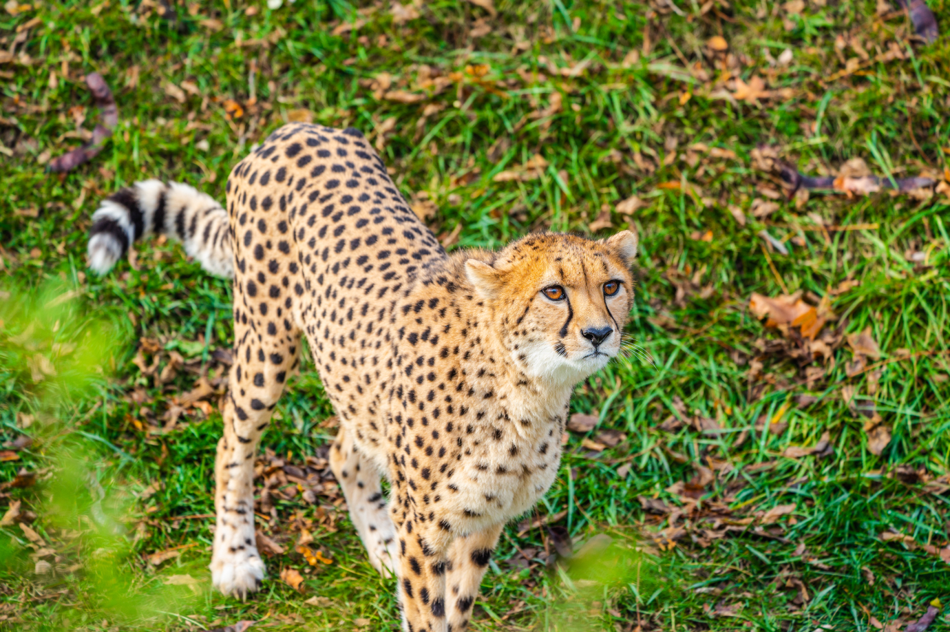Emarah the female Cheetah