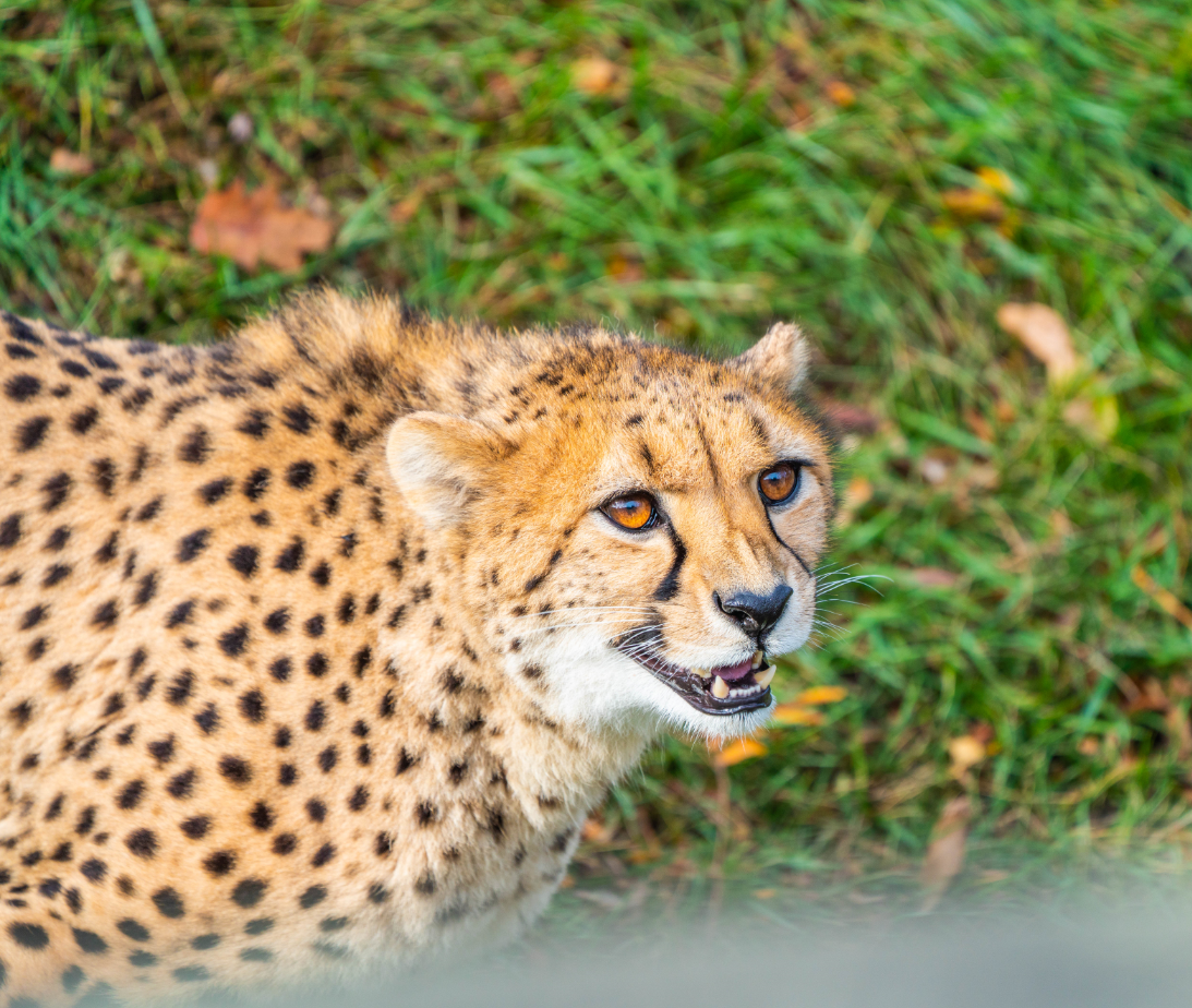 Emarah the female Cheetah