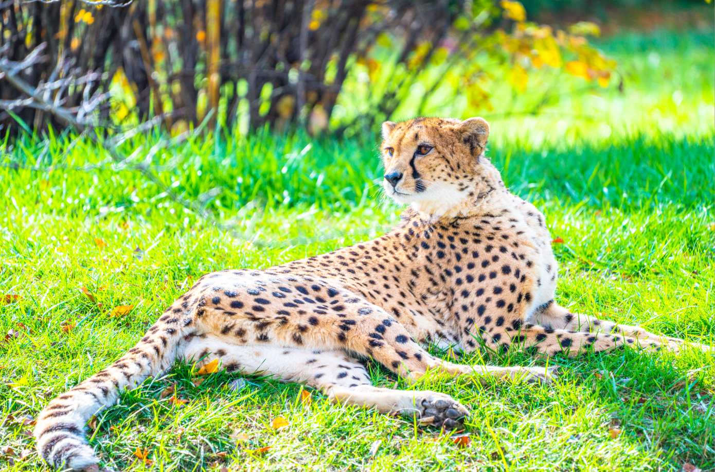 Emarah the female Cheetah