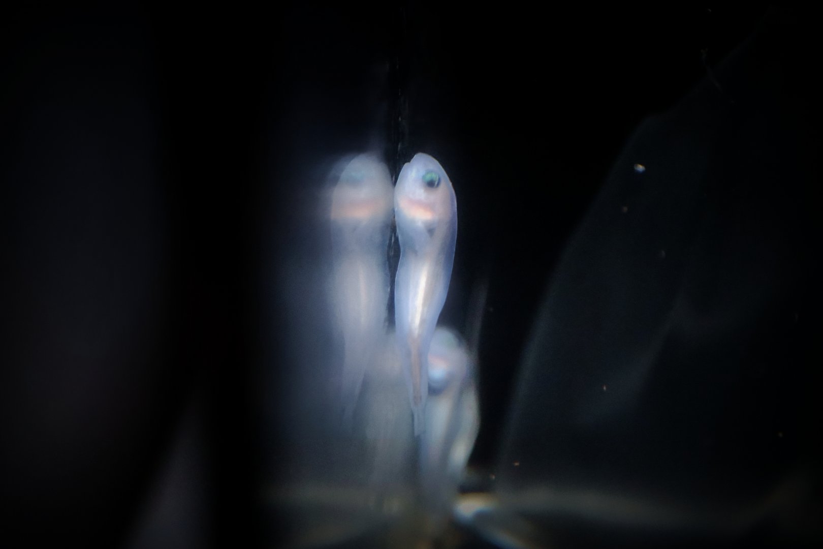 Emarginate Snailfish (Careproctus furcellus)