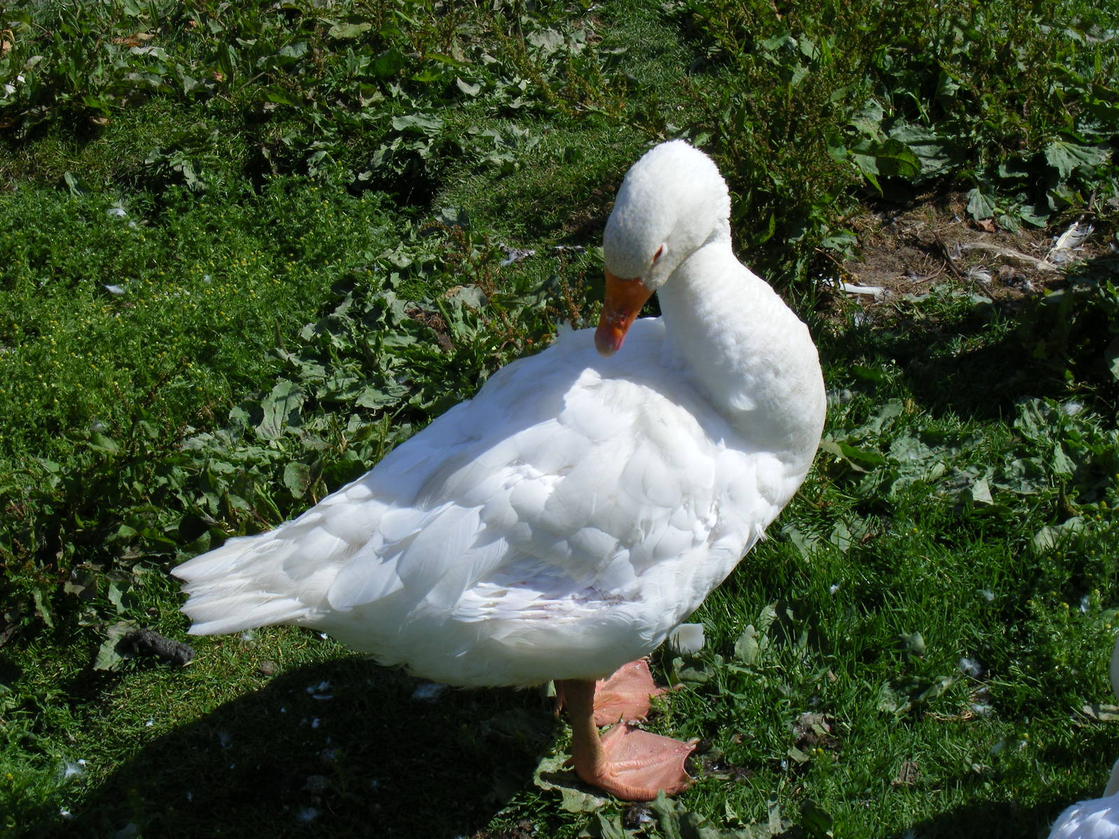 Embden goose at Birdworld, 20 June 2010