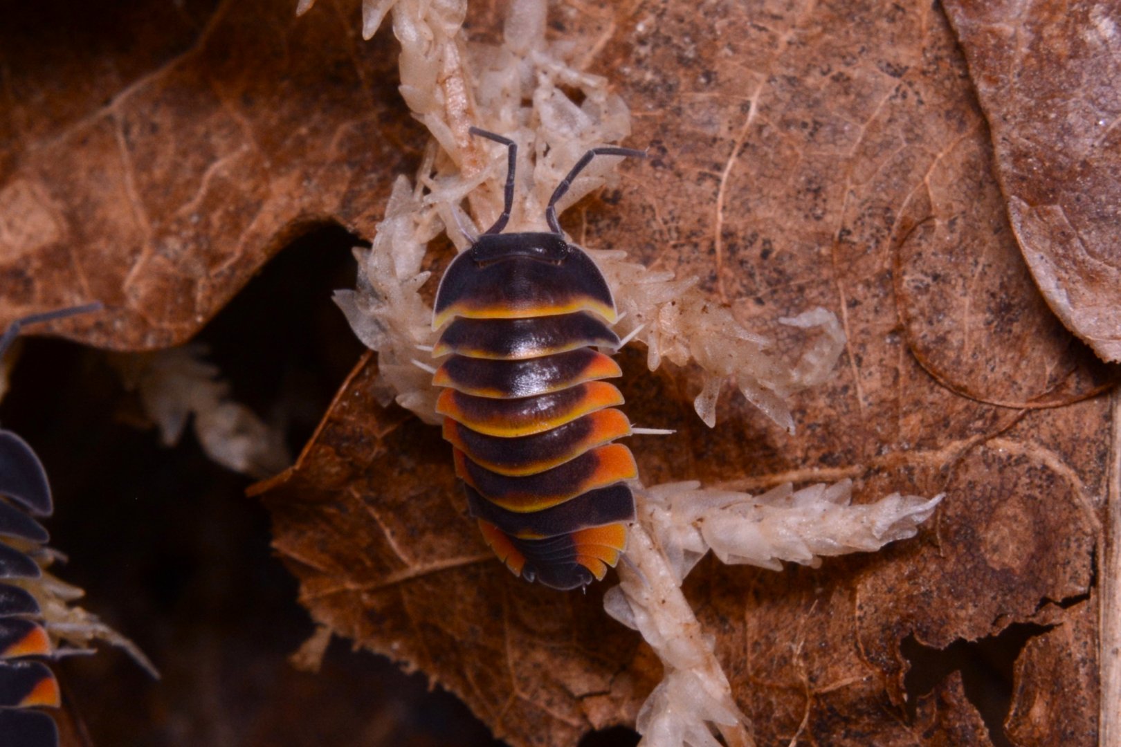 Ember Bee isopod (Merulanella sp. 'Ember Bee')