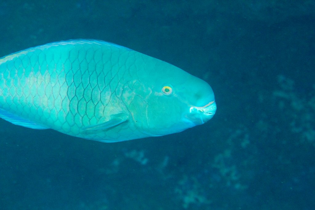 Ember Parrotfish