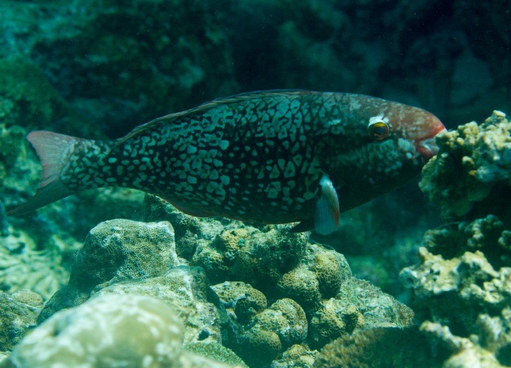 Ember Parrotfish
