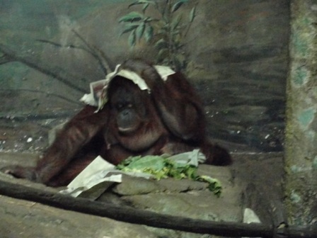 Ember Reading the Newspaper