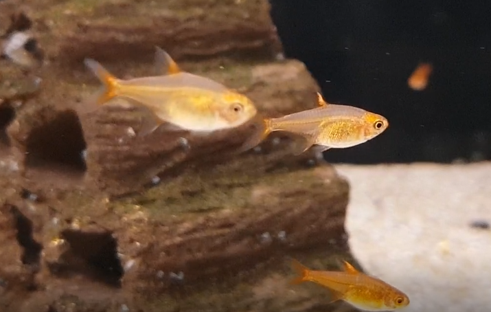 Ember tetras - Hyphessobrycon amandae