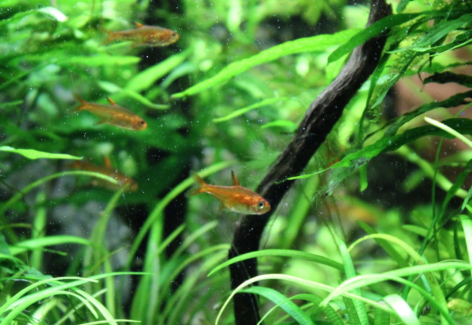 Ember tetras - Hyphessobrycon amandae