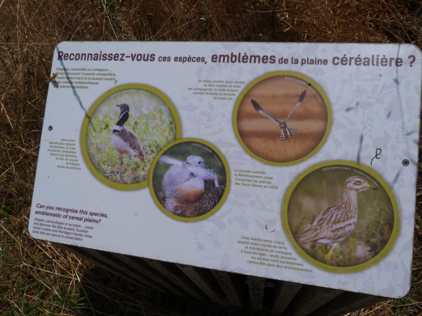 Emblematic bird species of the cereal plain sign -Zoodyssée (2025)