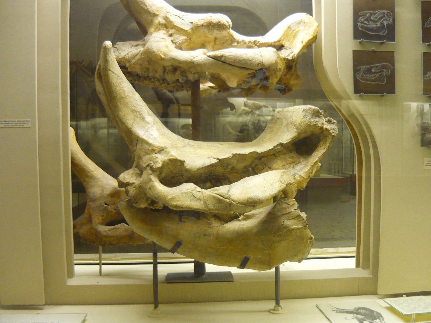 Embolotherium efremovi skulls