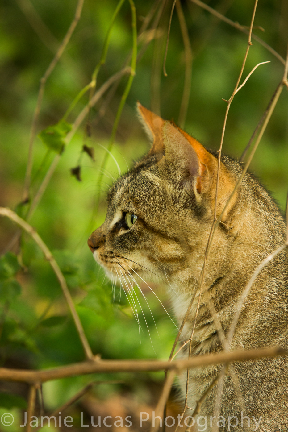 Emdoneni Cat Rehabilitation Centre- African Wild Cat