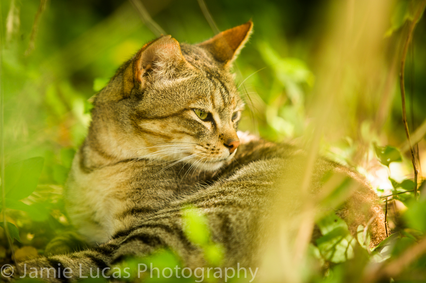 Emdoneni Cat Rehabilitation Centre- African Wild Cat