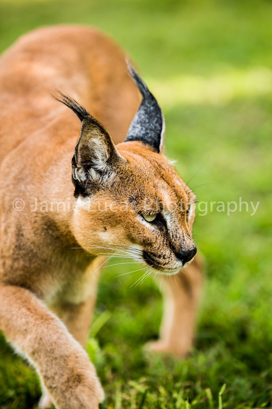 Emdoneni Cat Rehabilitation Centre- Caracal
