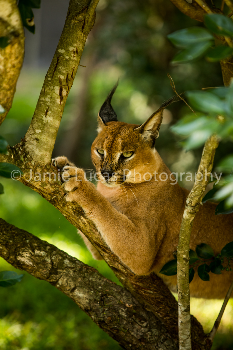Emdoneni Cat Rehabilitation Centre- Caracal