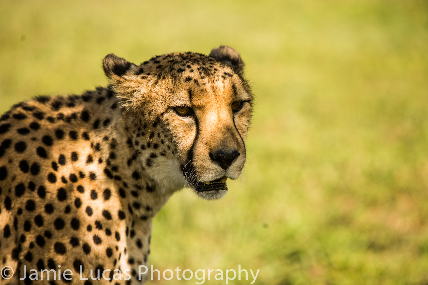 Emdoneni Cat Rehabilitation Centre- Cheetah