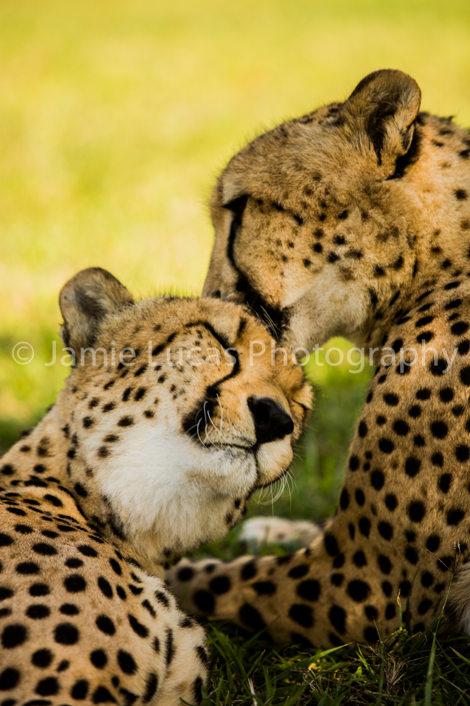 Emdoneni Cat Rehabilitation Centre- Cheetahs