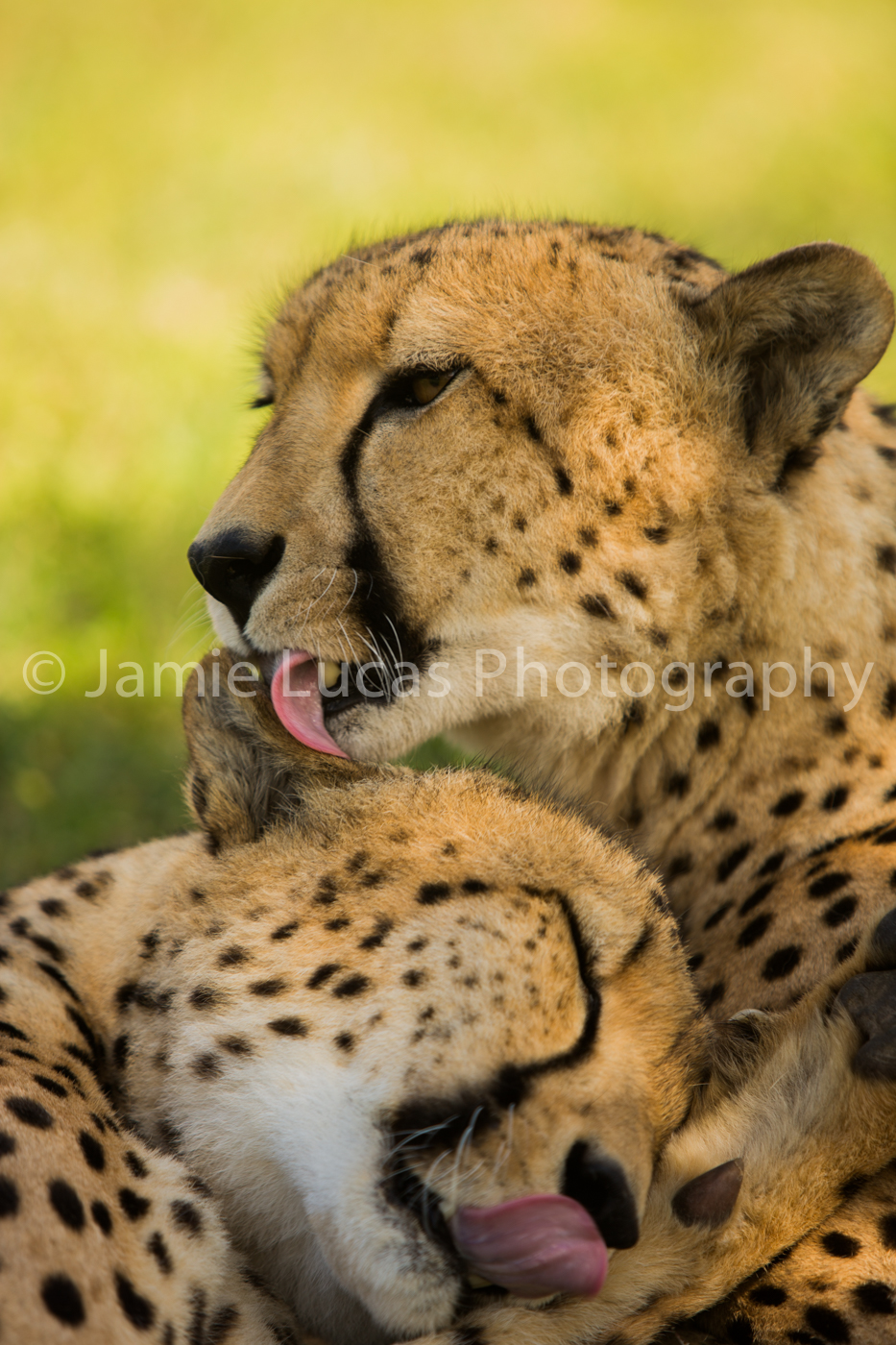 Emdoneni Cat Rehabilitation Centre- Cheetahs