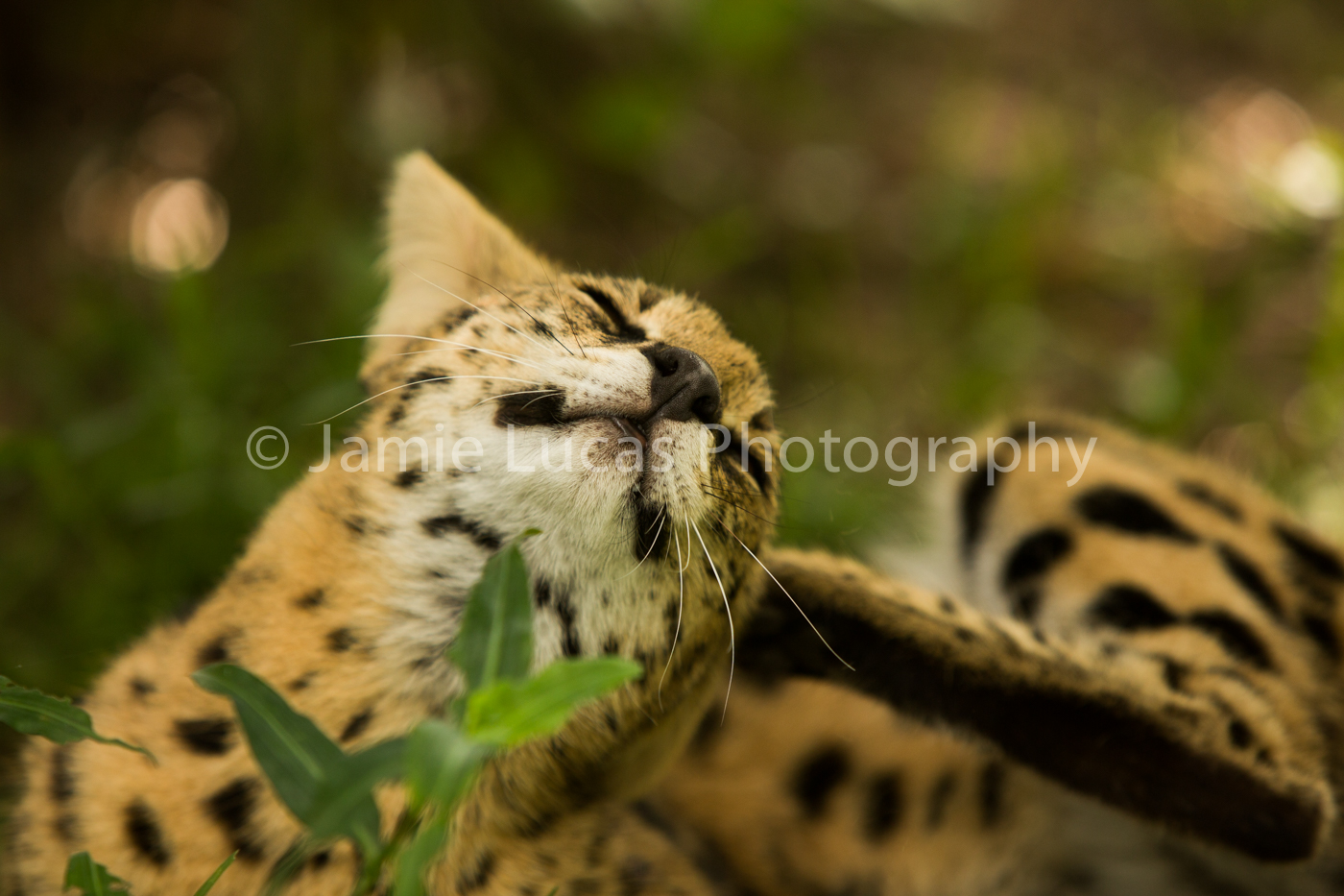 Emdoneni Cat Rehabilitation Centre- Serval