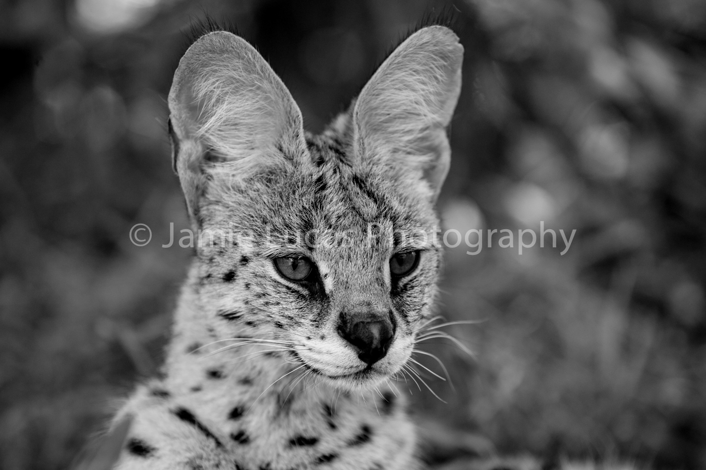 Emdoneni Cat Rehabilitation Centre- Serval