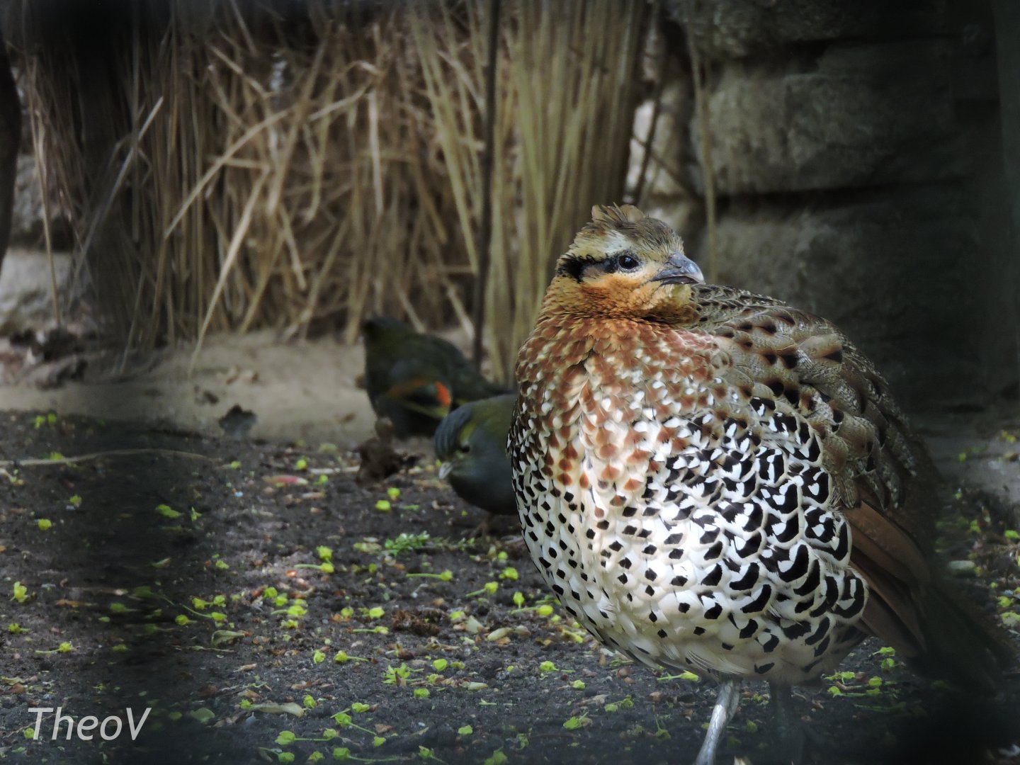 Emei Shan liocichla and mountain bamboo partridge [2017]