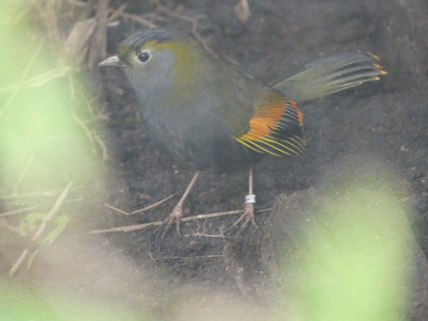 Emei Shan Liocichla - Chester Zoo - 02.02.24