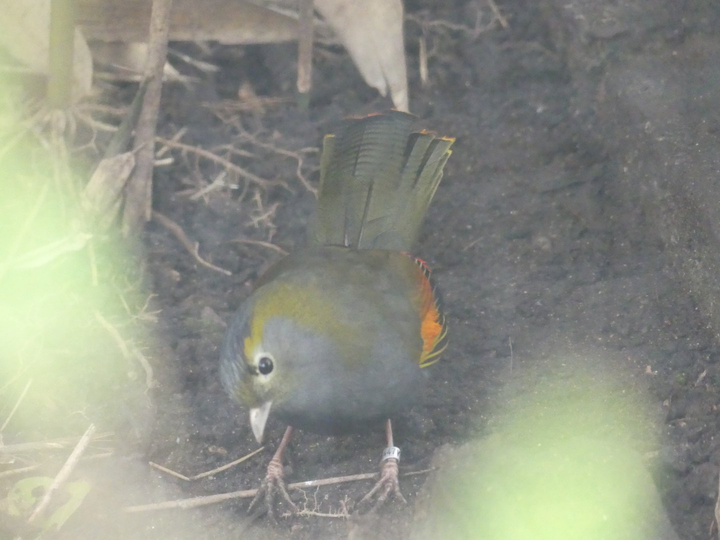 Emei Shan Liocichla - Chester Zoo - 02.02.24